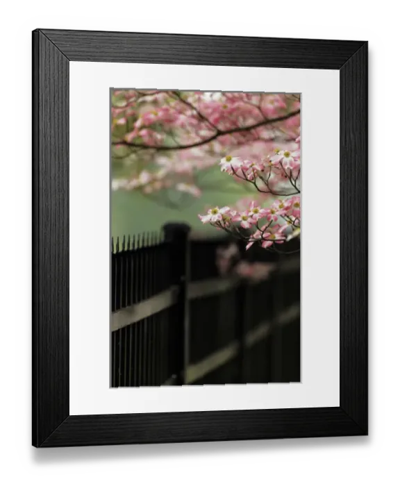 Framed Print : Dogwood tree in full bloom, Audubon Park neighborhood, Louisville, Kentucky Framed Print : Dogwood tree in full bloom, Audubon Park neighborhood, Louisville, Kentucky