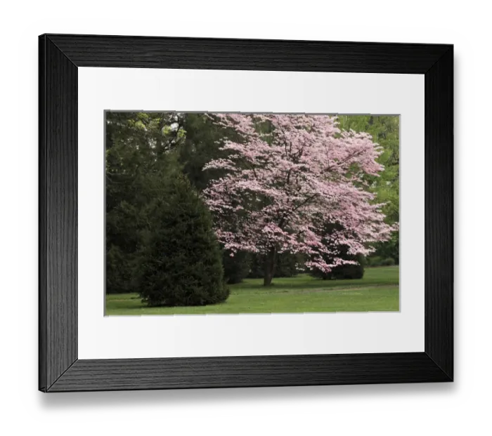 Framed Print : Dogwood tree in full bloom, Audubon Park neighborhood, Louisville, Kentucky