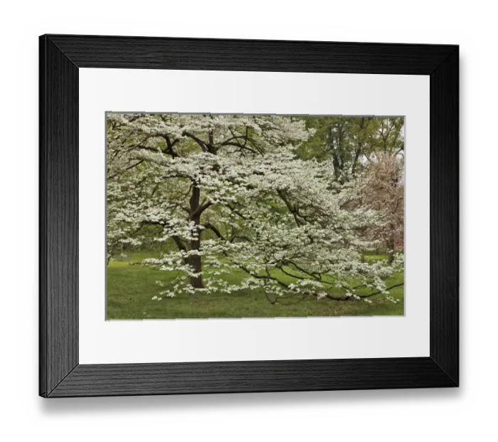 Framed Print : Large dogwood tree in full bloom, Audubon Park, Louisville, Kentucky