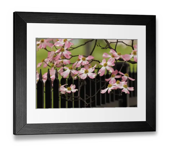 Framed Print : Dogwood tree in full bloom, Audubon Park neighborhood, Louisville, Kentucky Framed Print : Dogwood tree in full bloom, Audubon Park neighborhood, Louisville, Kentucky