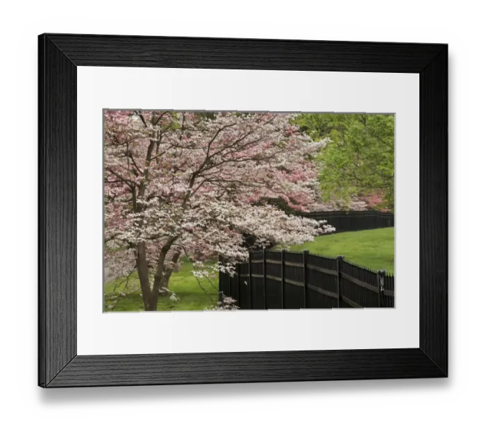 Framed Print : Dogwood tree in full bloom, Audubon Park neighborhood, Louisville, Kentucky