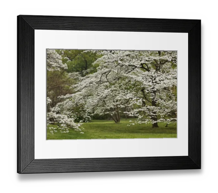 Framed Print : Dogwood tree in full bloom, Audubon Park neighborhood, Louisville, Kentucky