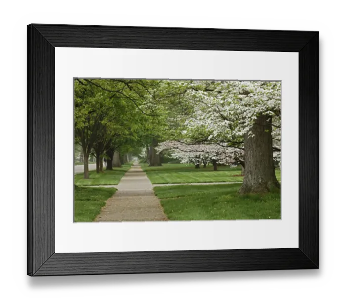 Framed Print : Sidewalk and flowering dogwood trees in spring, Audubon Park neighborhood, Louisville Framed Print : Sidewalk and flowering dogwood trees in spring, Audubon Park neighborhood, Louisville