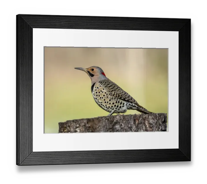 Framed Print : Male Northern Flicker, Colaptes auratus, Kentucky Framed Print : Male Northern Flicker, Colaptes auratus, Kentucky