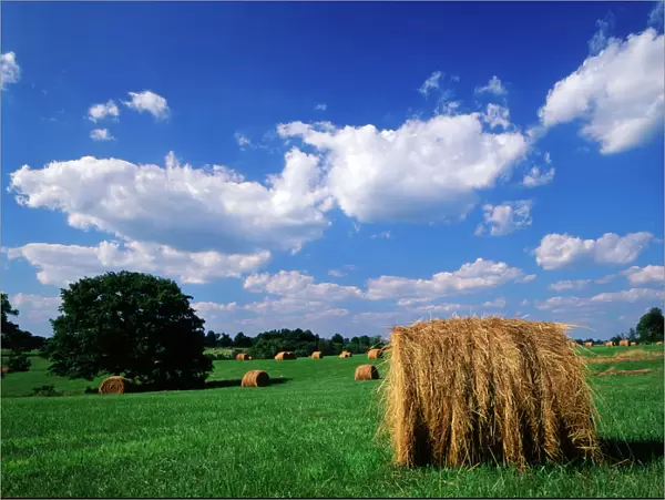 USA, Kentucky, Lexington, View of hay bales in field