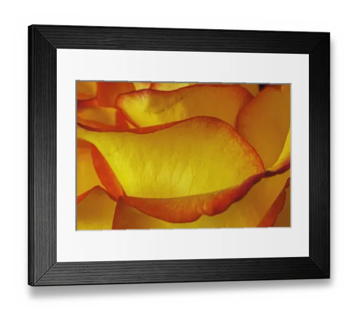 Framed Print : Yellow and red rose Framed Print : Yellow and red rose