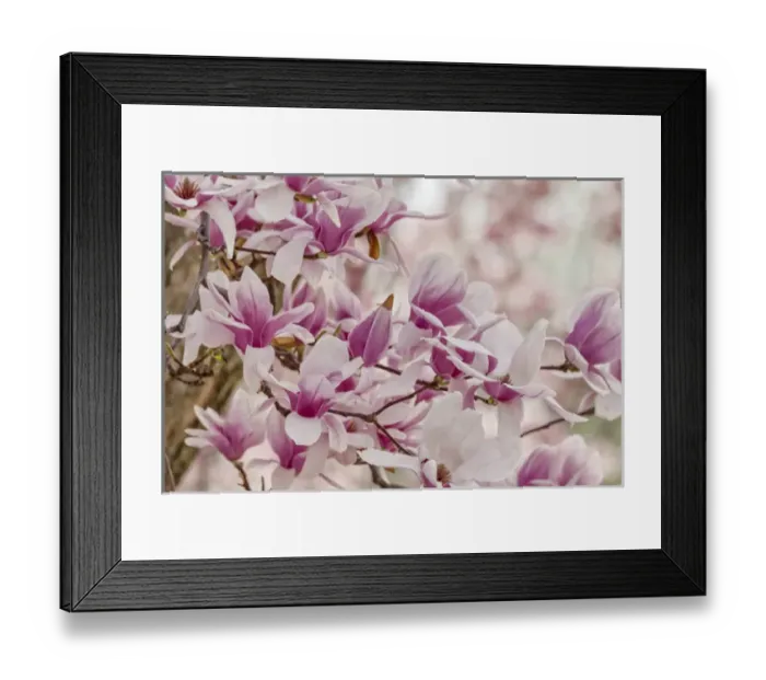 Framed Print : Yulan Magnolia tree blossoms, Louisville, Kentucky