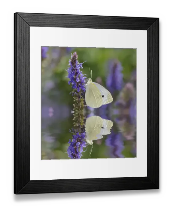 Framed Print : Cabbage White Butterfly and reflection, Pieris rapae, Louisville, Kentucky Framed Print : Cabbage White Butterfly and reflection, Pieris rapae, Louisville, Kentucky