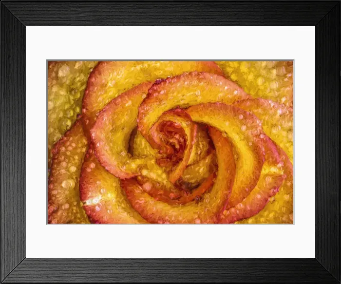 Framed Print : Painting effect on raindrops on yellow and red rose
