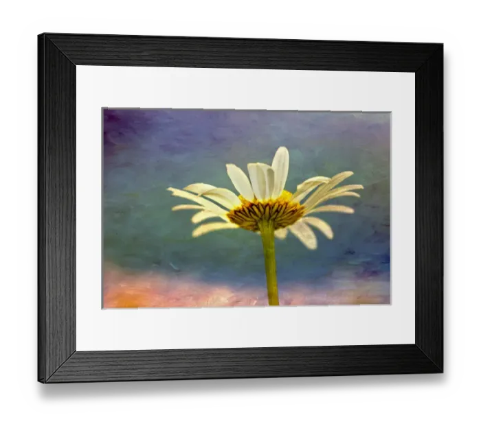 Framed Print : Oxeye Daisy composited with textured background Framed Print : Oxeye Daisy composited with textured background