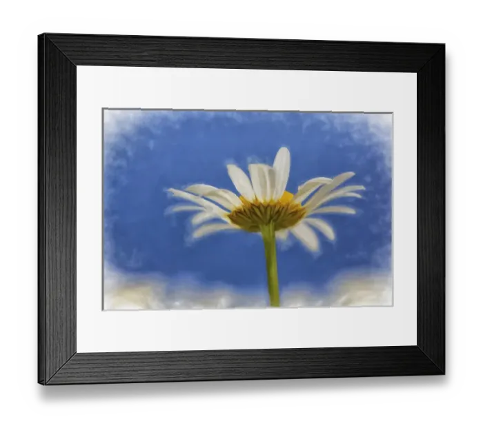 Framed Print : Low angle view of Oxeye Daisy flower