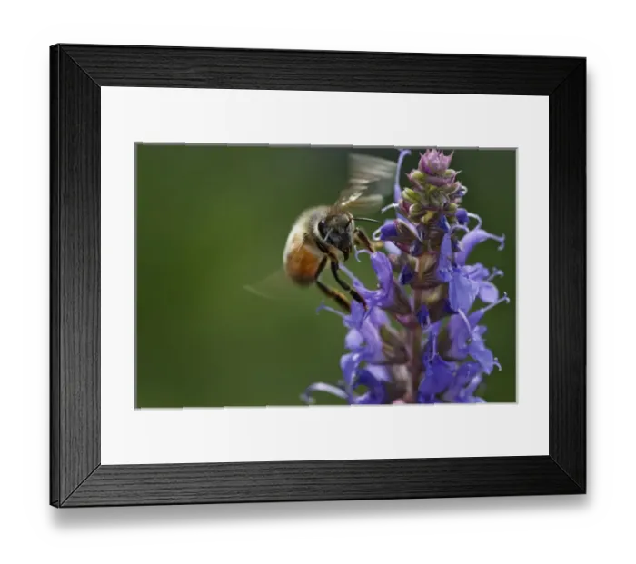 Framed Print : Honey bee collecting nectar, Apis mellifera, Kentucky Framed Print : Honey bee collecting nectar, Apis mellifera, Kentucky