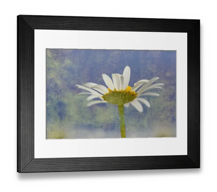 Framed Print : Oxeye Daisy composited with textured background