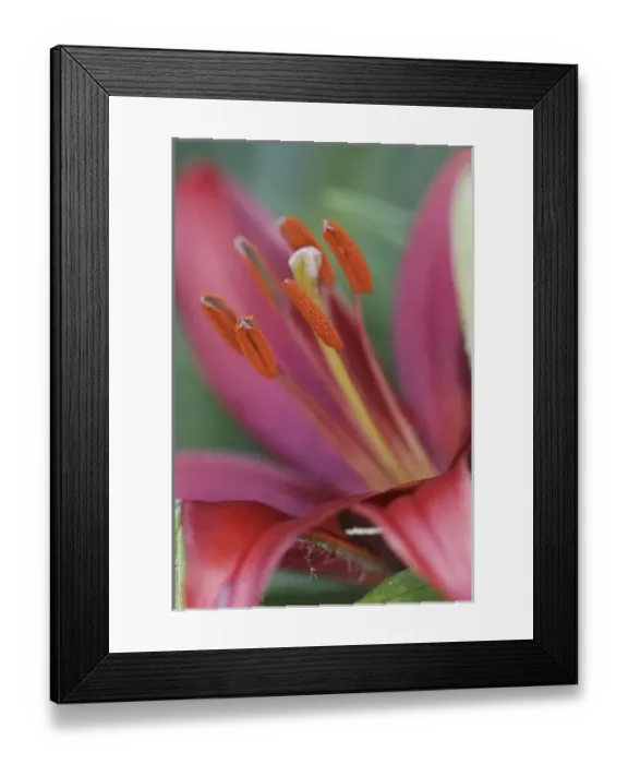 Framed Print : Lily flower