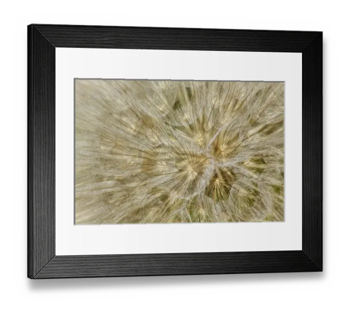 Framed Print : Salsify or Oyster plant seed pod, Louisville, Kentucky, Tragopogon porrifoliu Framed Print : Salsify or Oyster plant seed pod, Louisville, Kentucky, Tragopogon porrifoliu