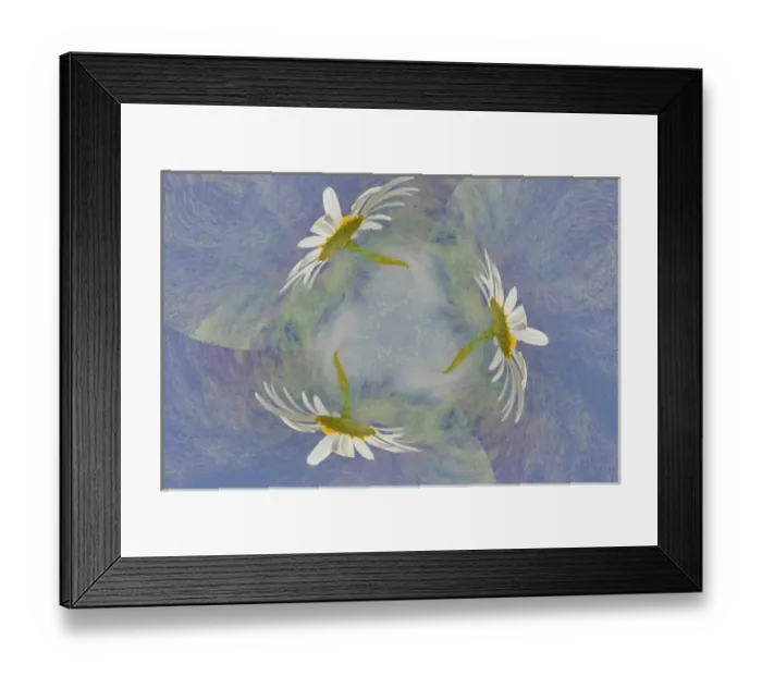 Framed Print : Oxeye Daisy composited with textured background