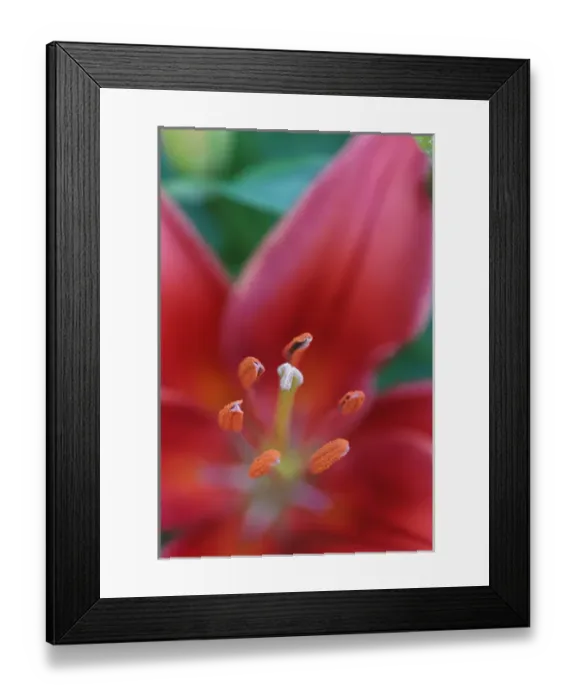 Framed Print : Red lily close-up, Kentucky Framed Print : Red lily close-up, Kentucky