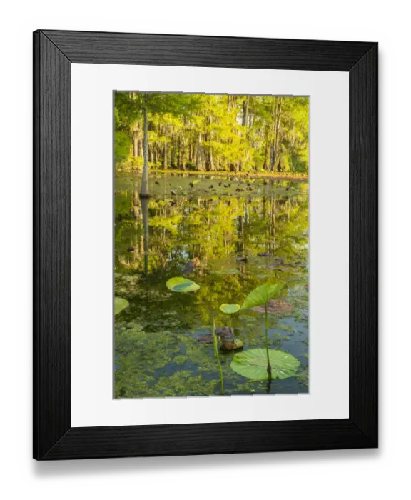 Framed Print : USA, Louisiana, Lake Martin. Cypress trees and swamp Framed Print : USA, Louisiana, Lake Martin. Cypress trees and swamp