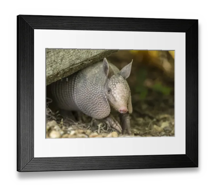 Framed Print : USA, Louisiana, Lake Martin. Young nine-banded armadillo