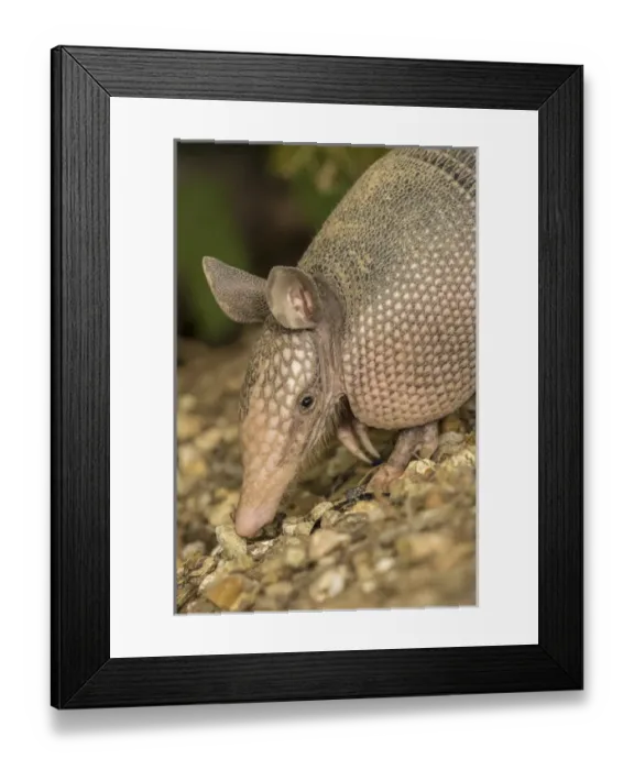 Framed Print : USA, Louisiana, Lake Martin. Young nine-banded armadillo