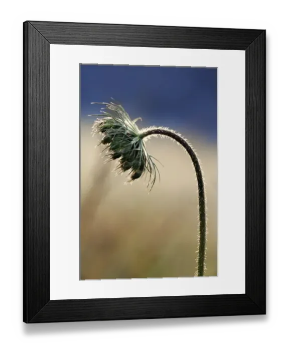 Framed Print : Queen Annes Lace in early morning