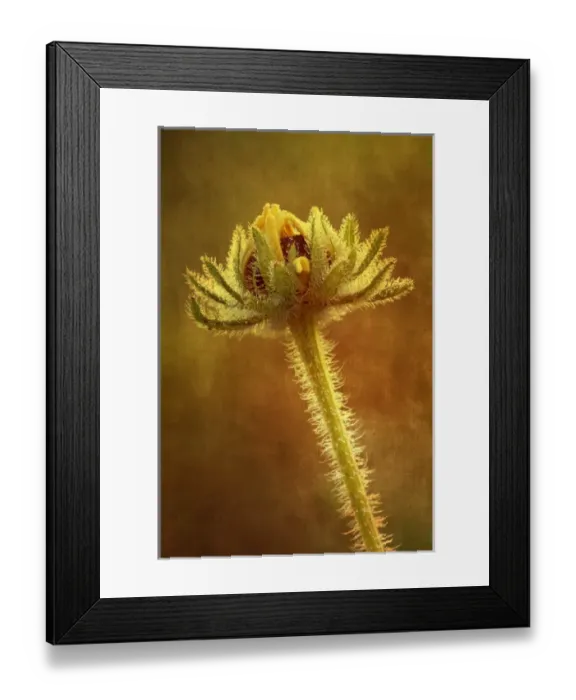 Framed Print : Dew covered Black-eyed Susan with texture background, Oldham County, Kentucky