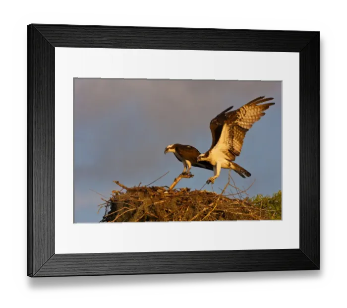 Framed Print : USA, Louisiana, Atchafalaya Swamp, Indian Bayou Framed Print : USA, Louisiana, Atchafalaya Swamp, Indian Bayou