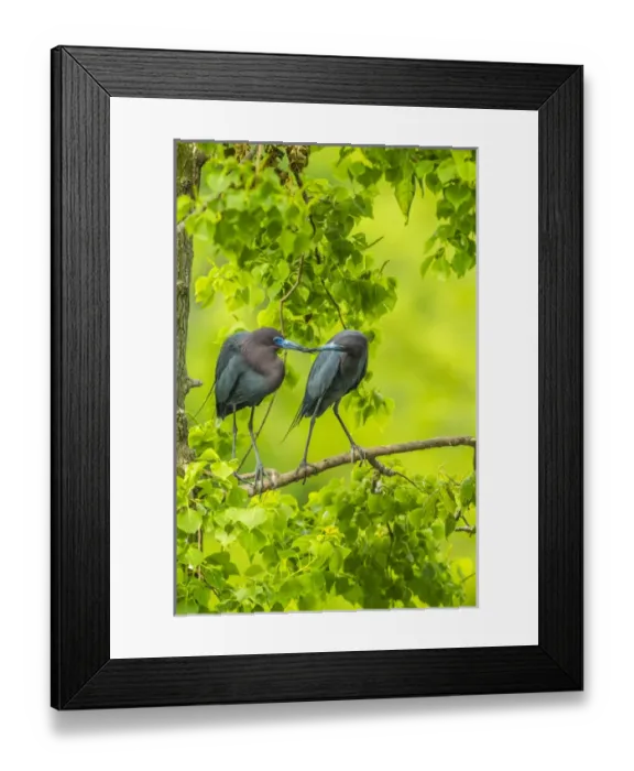 Framed Print : USA, Louisiana, Jefferson Island. Little blue heron courtship behavior. Credit as