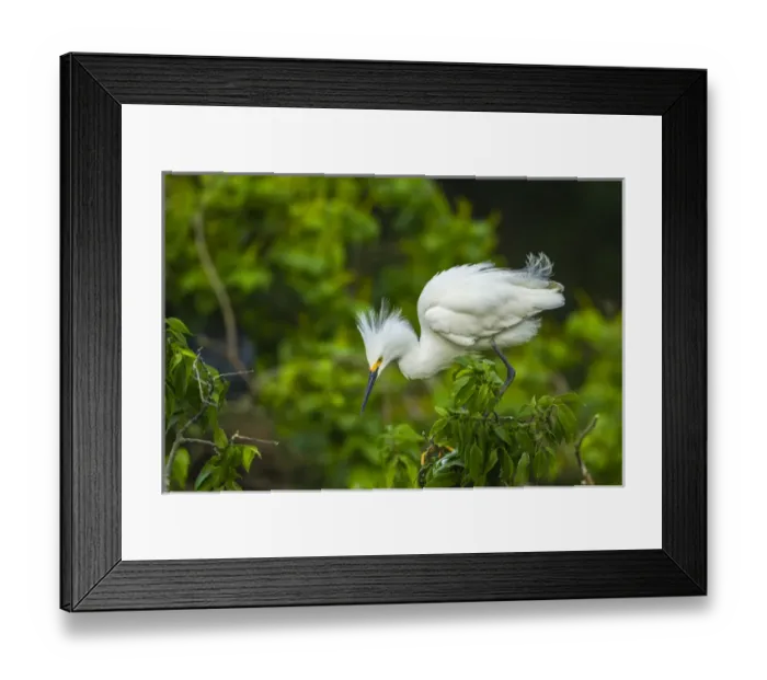 Framed Print : USA, Louisiana, Jefferson Island. Snowy egret on limb