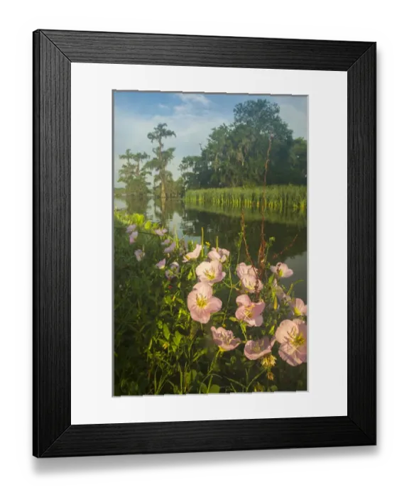 Framed Print : USA, Louisiana, Lake Martin. Evening primrose flowers and bayou Framed Print : USA, Louisiana, Lake Martin. Evening primrose flowers and bayou