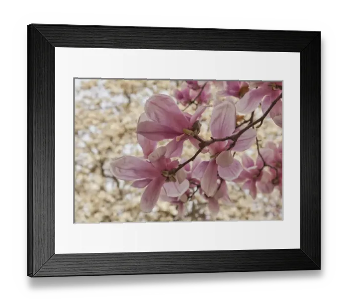 Framed Print : Yulan Magnolia blossoms, Cave Hll Cemetery, Louisville, Kentucky Framed Print : Yulan Magnolia blossoms, Cave Hll Cemetery, Louisville, Kentucky