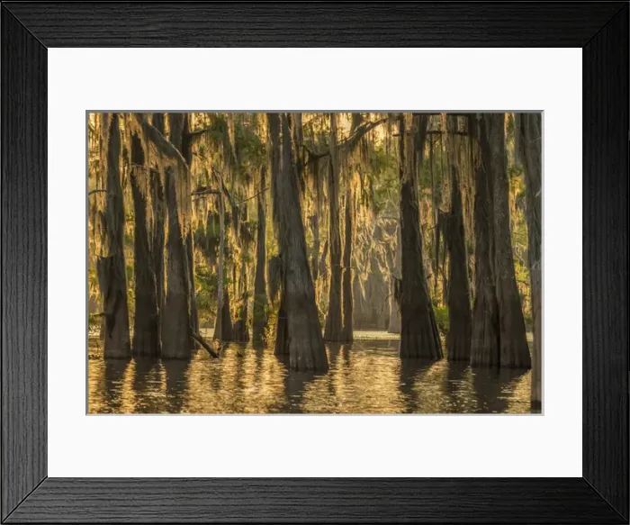 Framed Print : USA, Louisiana, Atchafalaya Basin. Cypress trees with Spanish moss Framed Print : USA, Louisiana, Atchafalaya Basin. Cypress trees with Spanish moss