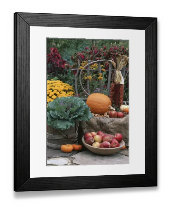 Framed Print : Fall Garden display: Ornamental Kale, Apples in bowl, Pumpkins, Mums, indian corn
