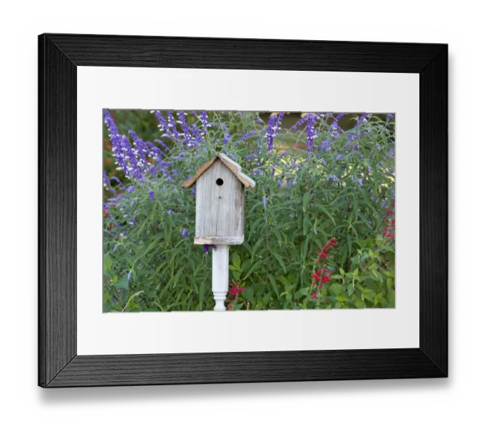 Framed Print : Birdhouse in garden with Mexican Bush Sage (Salvia leucantha) and Pineapple Sage Framed Print : Birdhouse in garden with Mexican Bush Sage (Salvia leucantha) and Pineapple Sage