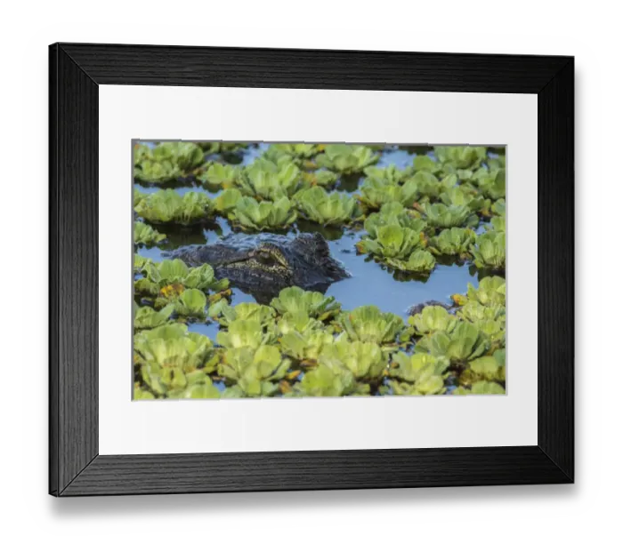 Framed Print : USA, Louisiana, Jefferson Island. Alligator in swamp lettuce Framed Print : USA, Louisiana, Jefferson Island. Alligator in swamp lettuce