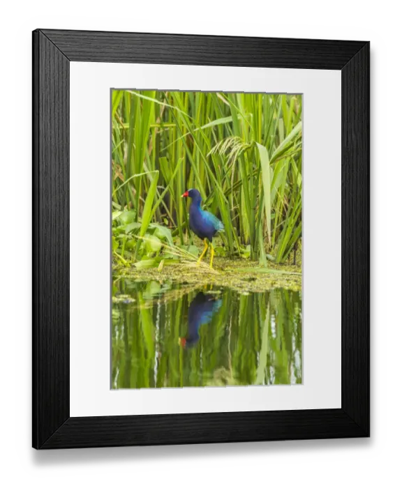 Framed Print : USA, Louisiana, Millers Lake. Purple gallinule reflecting in water. Credit as Framed Print : USA, Louisiana, Millers Lake. Purple gallinule reflecting in water. Credit as