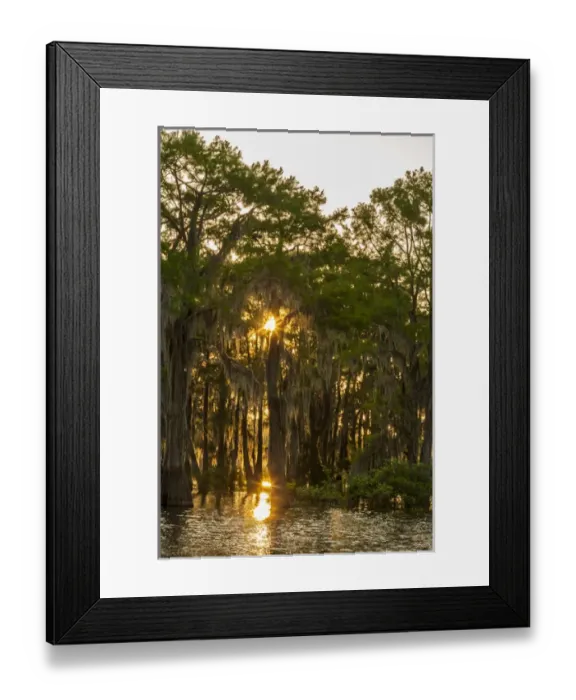 Framed Print : USA, Louisiana, Atchafalaya Basin. Cypress trees reflect in swamp Framed Print : USA, Louisiana, Atchafalaya Basin. Cypress trees reflect in swamp