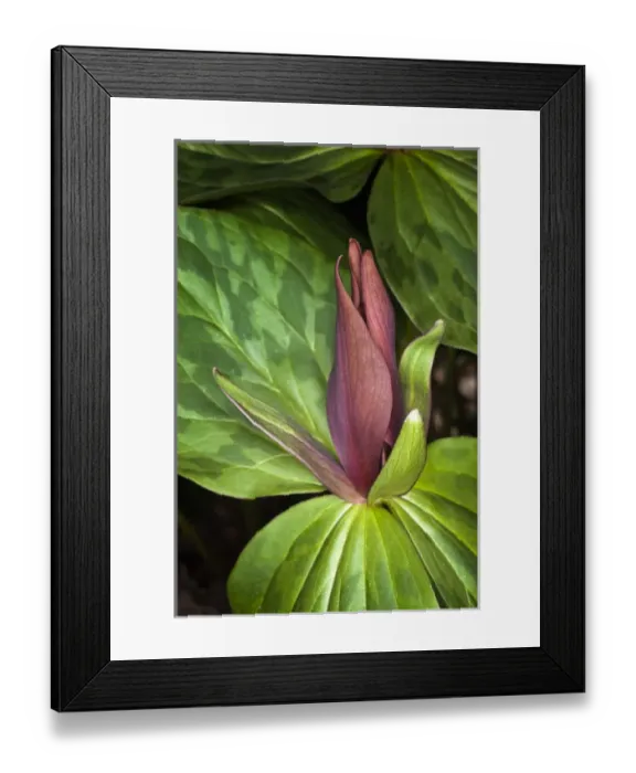 Framed Print : Toadshade Trillium, Trillium sessile Kentucky