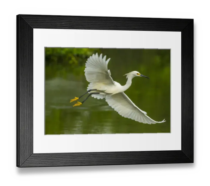 Framed Print : USA, Louisiana, Jefferson Island. Snowy egret in flight over lake Framed Print : USA, Louisiana, Jefferson Island. Snowy egret in flight over lake