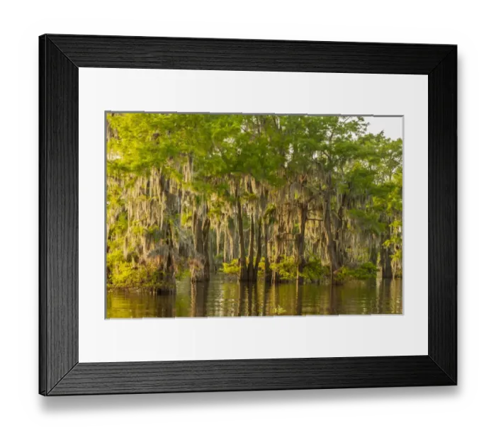 Framed Print : USA, Louisiana, Atchafalaya Basin. Cypress trees reflect in swamp Framed Print : USA, Louisiana, Atchafalaya Basin. Cypress trees reflect in swamp