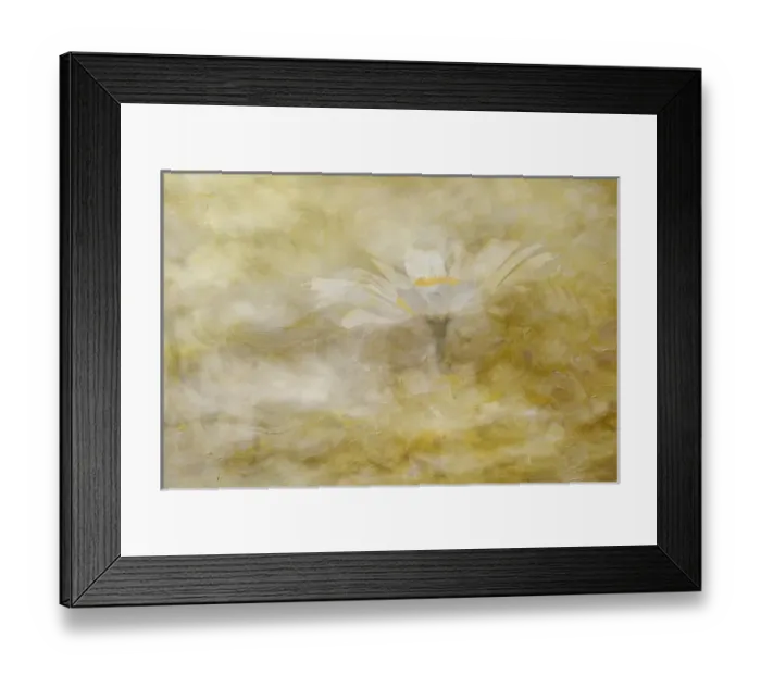 Framed Print : Composite image of Oxeye Daisy and texture, Louisville, Kentucky