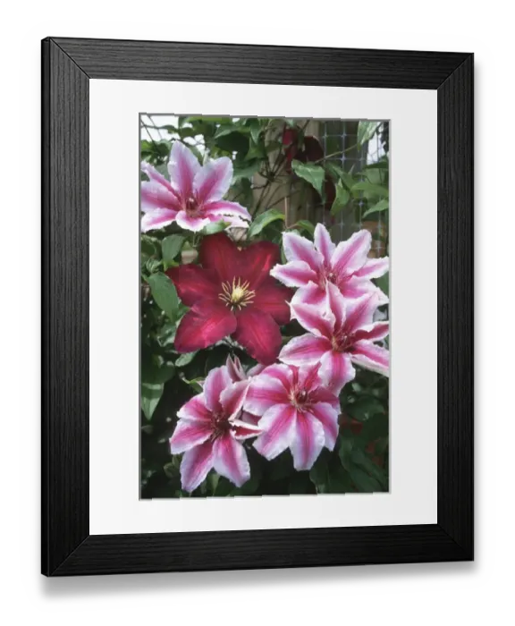Framed Print : Carnaby & Niobe Clematis on trellis, Marion Co. IL Framed Print : Carnaby & Niobe Clematis on trellis, Marion Co. IL