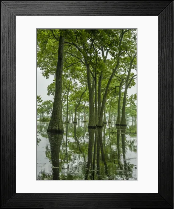 Framed Print : USA, Louisiana, Millers Lake. Tupelo trees reflect in lake Framed Print : USA, Louisiana, Millers Lake. Tupelo trees reflect in lake