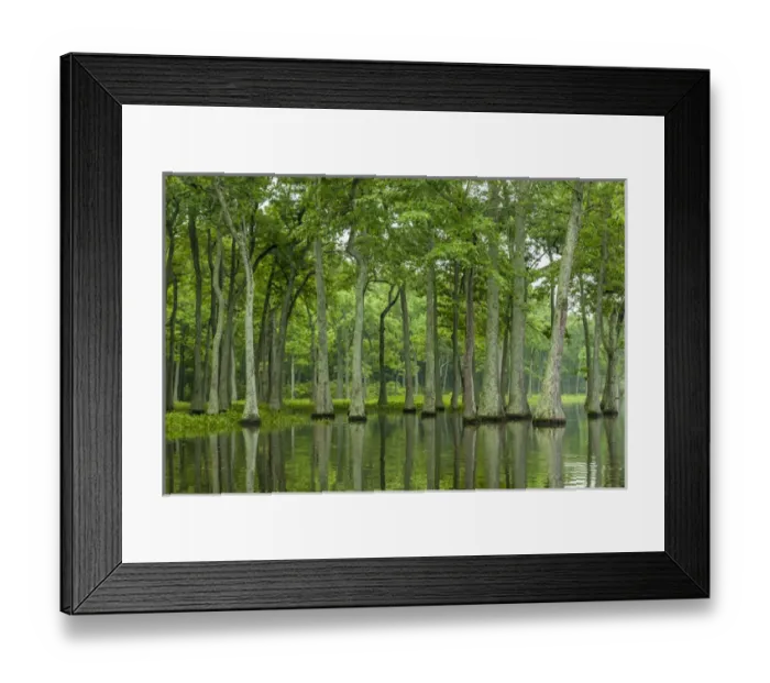 Framed Print : USA, Louisiana, Millers Lake. Tupelo trees reflect in lake Framed Print : USA, Louisiana, Millers Lake. Tupelo trees reflect in lake