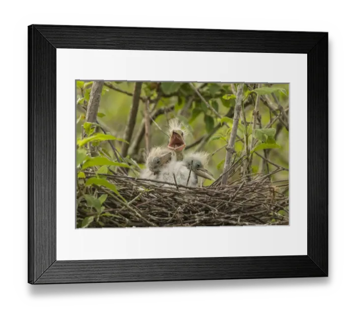 Framed Print : USA, Louisiana, Millers Lake. Cattle egret chicks in nest