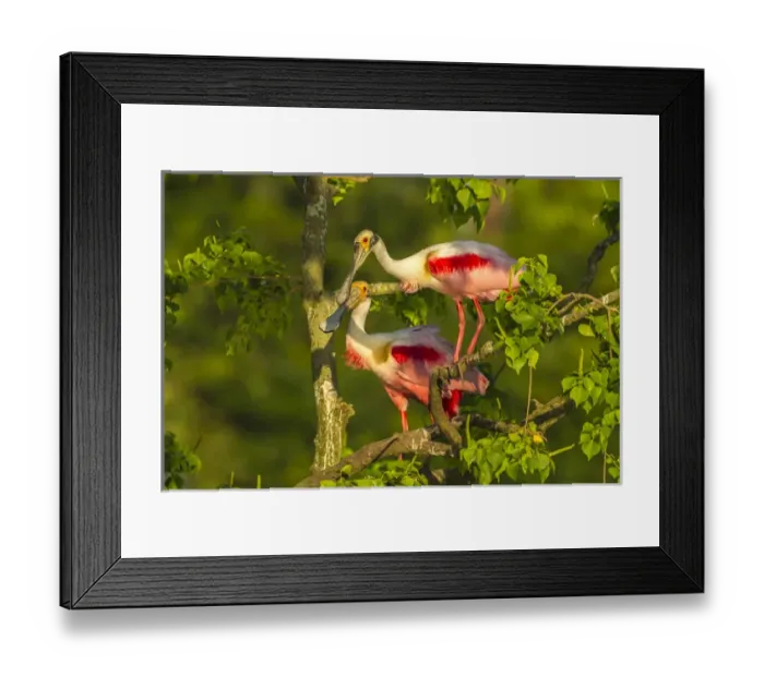 Framed Print : USA, Louisiana, Jefferson Island. Roseate spoonbill pair