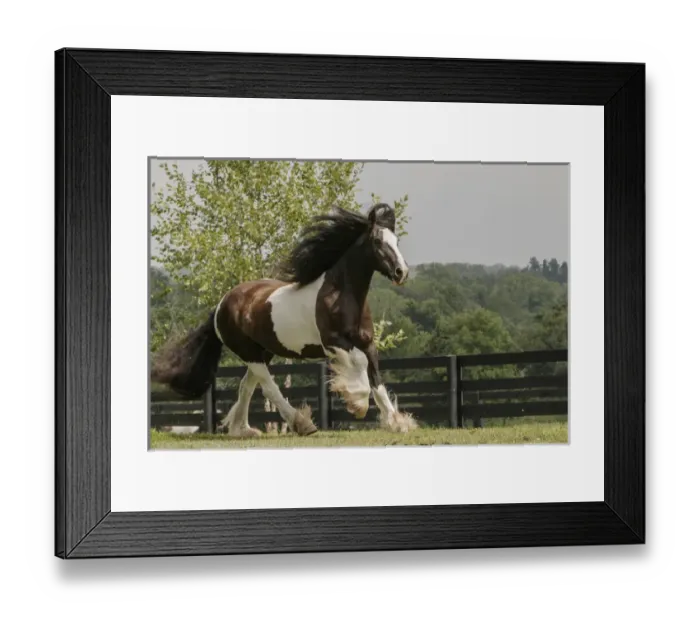 Framed Print : Gypsy Vanner Horse running, Crestwood, KY Framed Print : Gypsy Vanner Horse running, Crestwood, KY