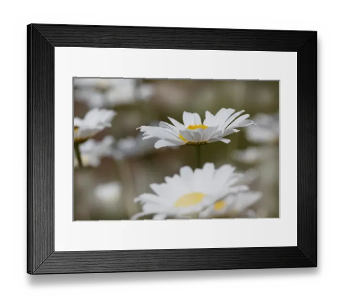 Framed Print : Oxeye Daisy, Leucanthemum vulgare, Louisville, Kentucky