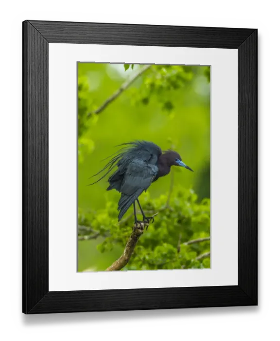 Framed Print : USA, Louisiana, Jefferson Island. Little blue heron on limb Framed Print : USA, Louisiana, Jefferson Island. Little blue heron on limb