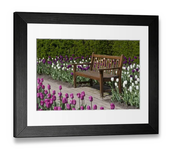 Framed Print : Bench in Tulips (Tulipa Negrita (purple), Inzell (White) Framed Print : Bench in Tulips (Tulipa Negrita (purple), Inzell (White)